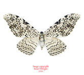 Thysania agrippina (Peru) A-